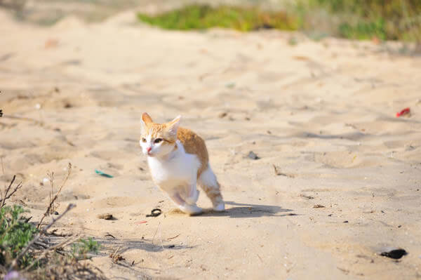 Projecto da Praia de Faro